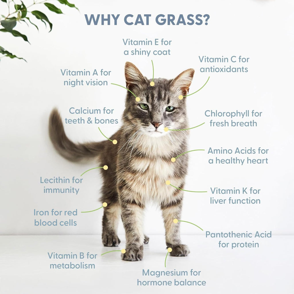 Organic Cat Grass Grow Bag Kit 3 Pack J55736