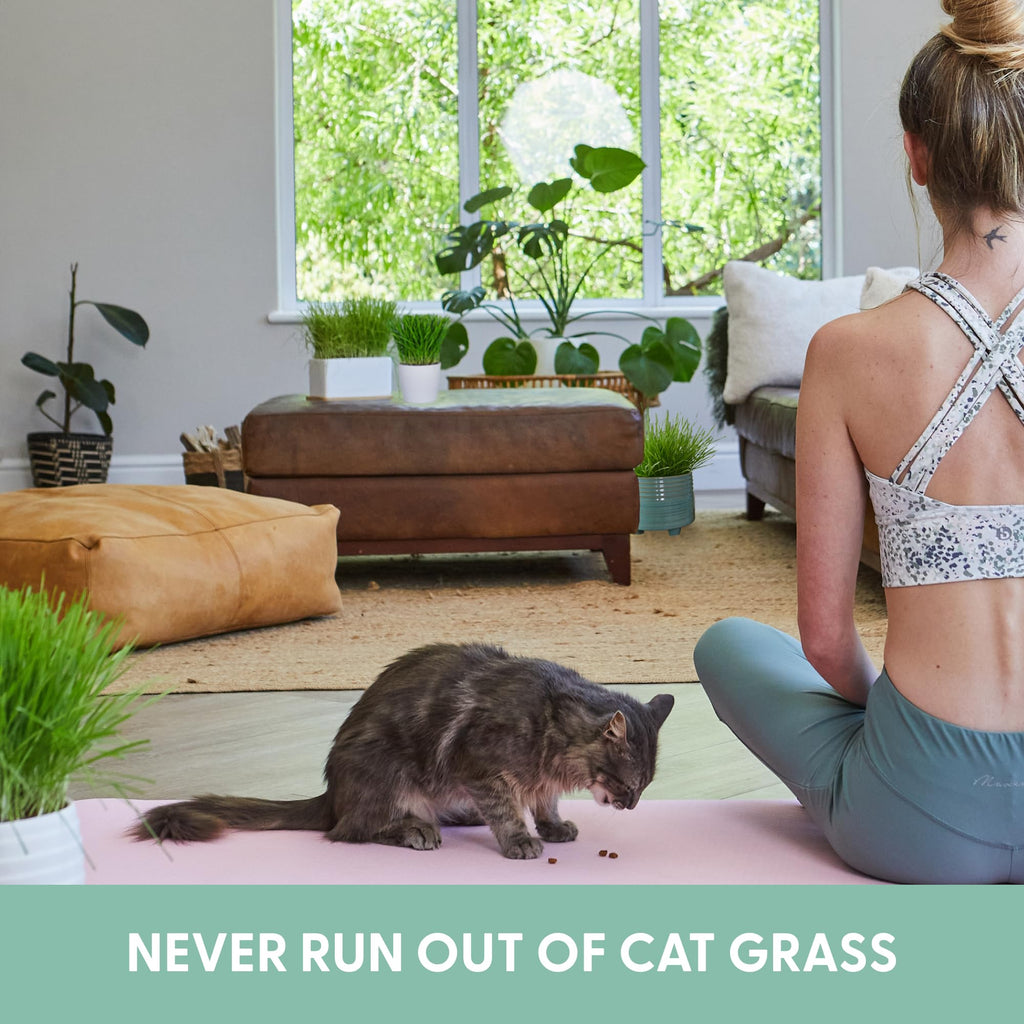Organic Cat Grass Grow Bag Kit 3 Pack J55736