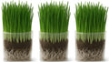 Organic Cat Grass Grow Bag Kit 3 Pack J55736