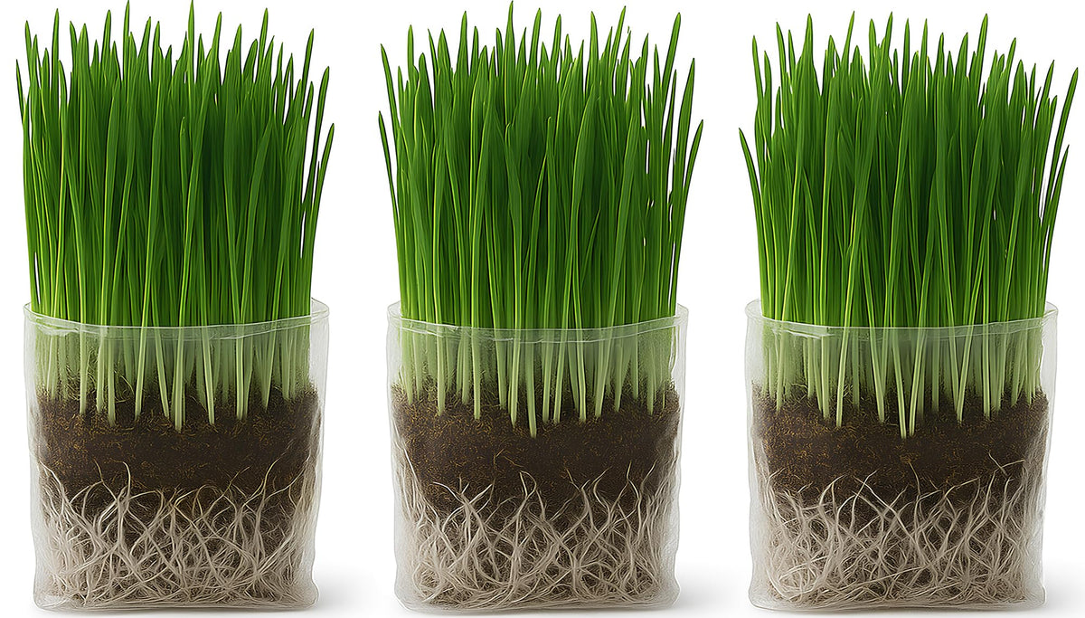 Organic Cat Grass Grow Bag Kit 3 Pack J55736