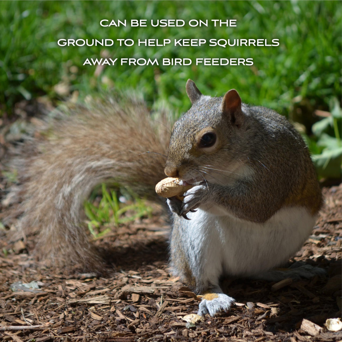 Shell Peanuts 5 pounds S853