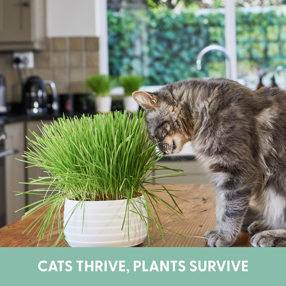 Organic Cat Grass Grow Bag Kit 3 Pack J55736