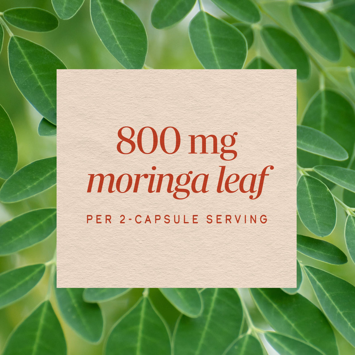 Moringa Leaf 800 mg 120 ct W99263